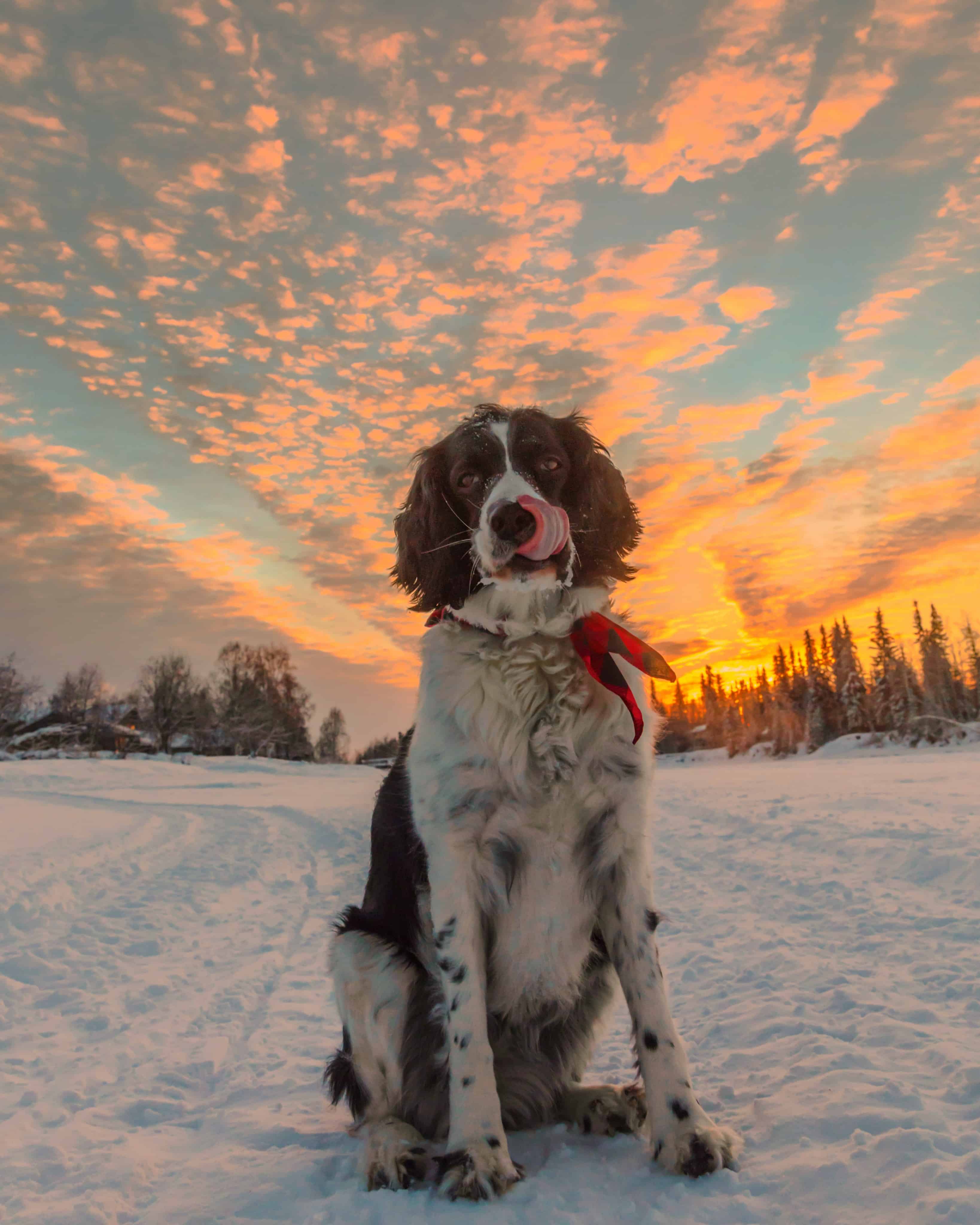 English Springer spaniel